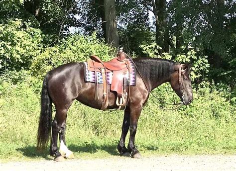 equinenow ohio|horses for sale middletown ohio.